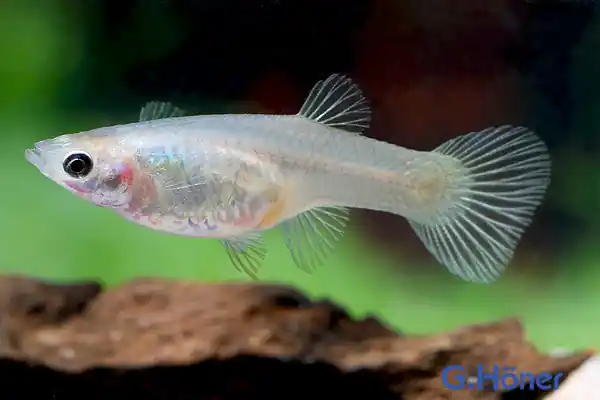 Endler Guppy spec. Kolibri Green (Poecilia wingei) - Weibchen Preiswert