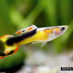 Endler Guppy spec. Red Cheest Saddle Back (Poecilia wingei) - Männchen Sichere Zahlung