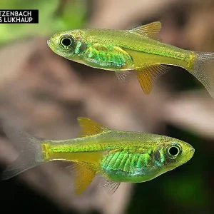 Smaragd Zwergrasbora (Microdevario kubotai) - 8er-Gruppe Must-Have