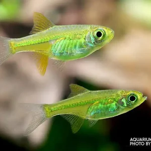 Smaragd Zwergrasbora (Microdevario kubotai) - 10er-Gruppe Markenware