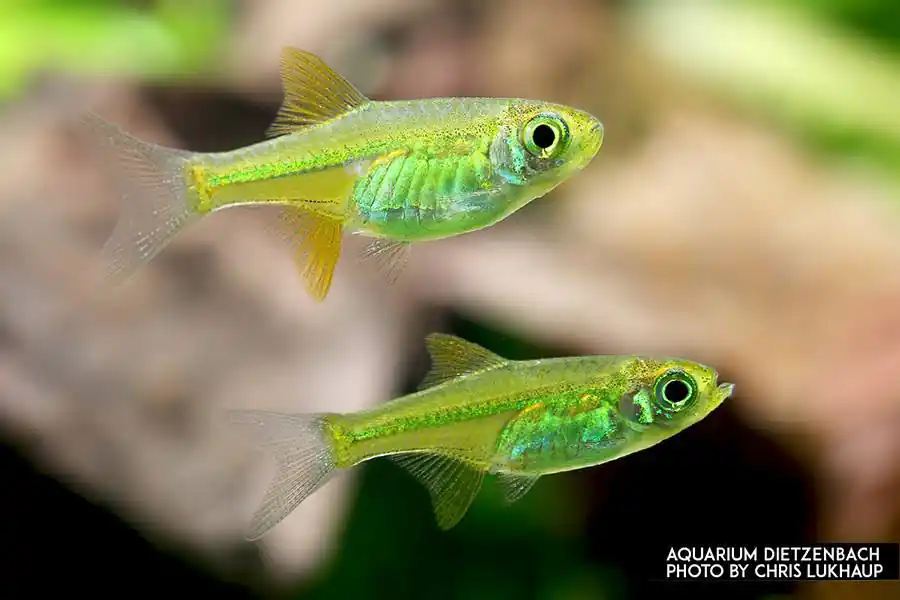 Smaragd Zwergrasbora (Microdevario kubotai) - 10er-Gruppe Markenware