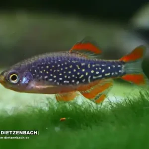 Rabatt Perlhuhnbärbling (Danio margaritatus)