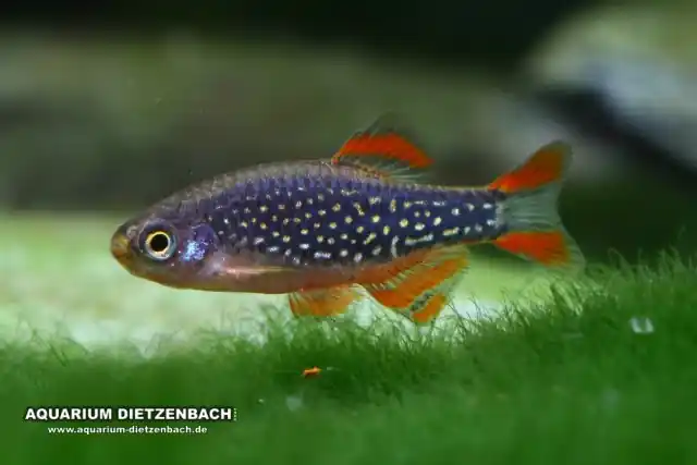 Online Kaufen Perlhuhnbärbling (Danio margaritatus) 20er-Gruppe