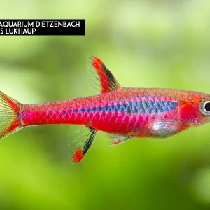 Mosquitorasbora (Boraras brigittae) 10er-Gruppe Top-Preis