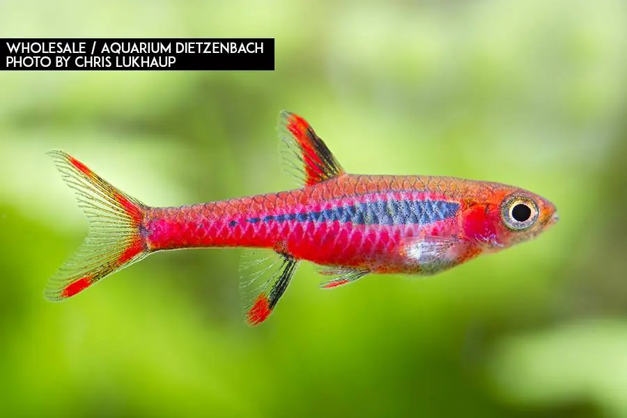 Mosquitorasbora (Boraras brigittae) 10er-Gruppe Top-Preis