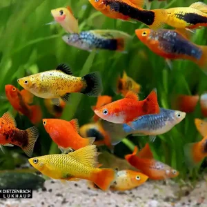 Xiphophorus maculatus, Platy Premium Farb-Mix - 3er-Gruppe (nach unserer Wahl) Bestseller