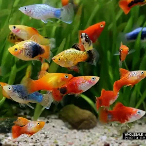 Solange Der Vorrat Reicht Xiphophorus maculatus, Platy Premium Farb-Mix - 5er-Gruppe (nach unserer Wahl)