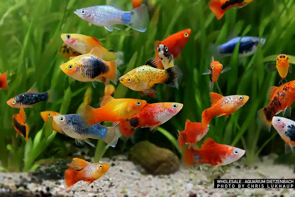 Solange Der Vorrat Reicht Xiphophorus maculatus, Platy Premium Farb-Mix - 5er-Gruppe (nach unserer Wahl)