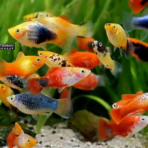 Xiphophorus maculatus, Platy Premium Farb-Mix - 8er-Gruppe (nach unserer Wahl) Saisonangebot