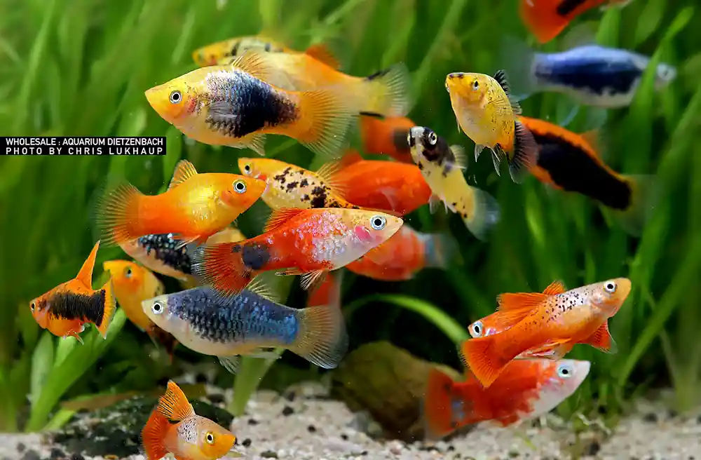 Xiphophorus maculatus, Platy Premium Farb-Mix - 8er-Gruppe (nach unserer Wahl) Saisonangebot