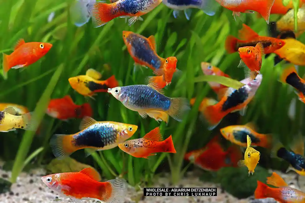 Begrenztes Angebot Xiphophorus maculatus, Platy Premium Farb-Mix - 10er-Gruppe (nach unserer Wahl)