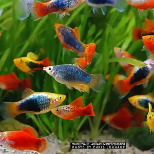 Xiphophorus maculatus, Platy Premium Farb-Mix - 15er-Gruppe (nach unserer Wahl) Saisonangebot