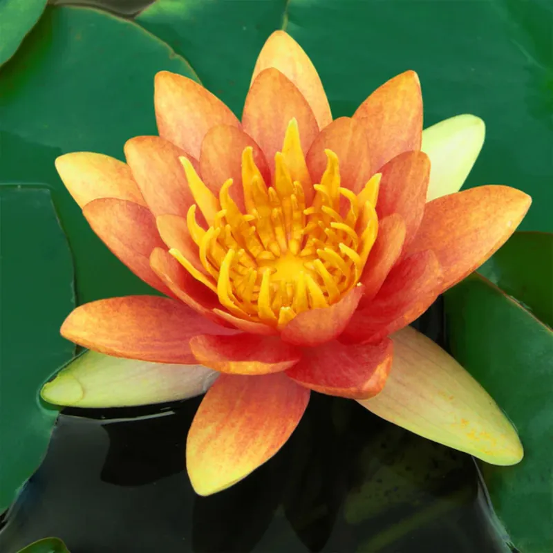 Lawana Nymphea Sioux Orange Seerose Garantierte Lieferung