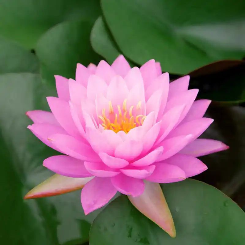 Lawana Nymphea Fabiola Rosa Seerose Schneller Versand