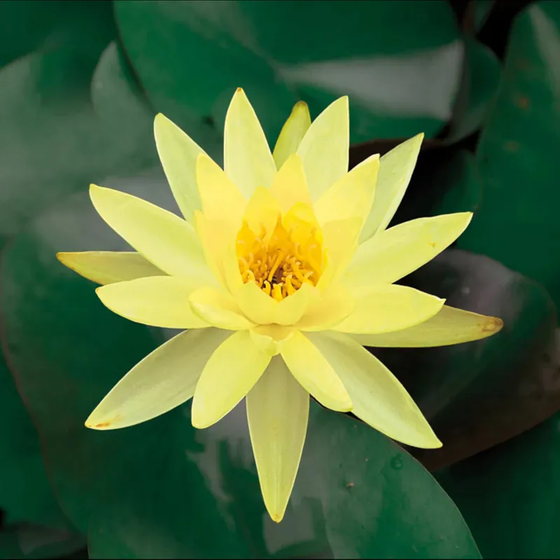 Sonderangebot Lawana Nymphea Sulphurea Gelbe Seerose