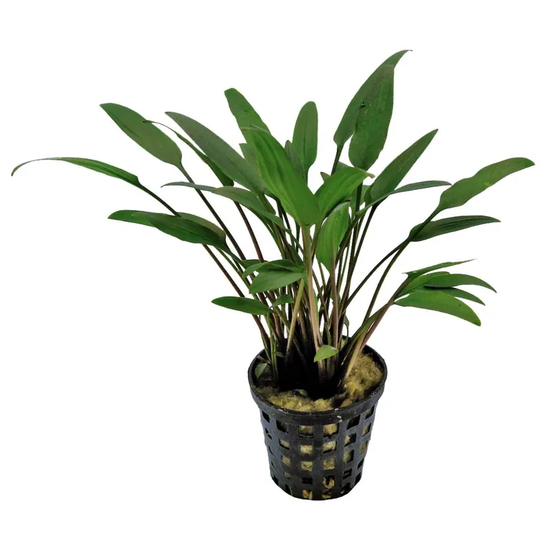 Glänzender Wasserkelch Cryptocoryne nevillii Kracherpreis