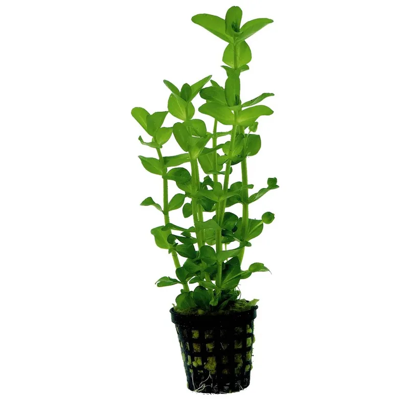 Garantierte Lieferung Großes Fettblatt Bacopa amplexicaulis