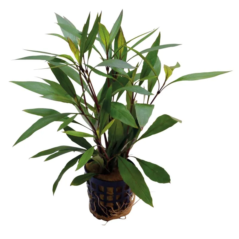 Jetzt Kaufen Großes Kirschblatt Hygrophila corymbosa