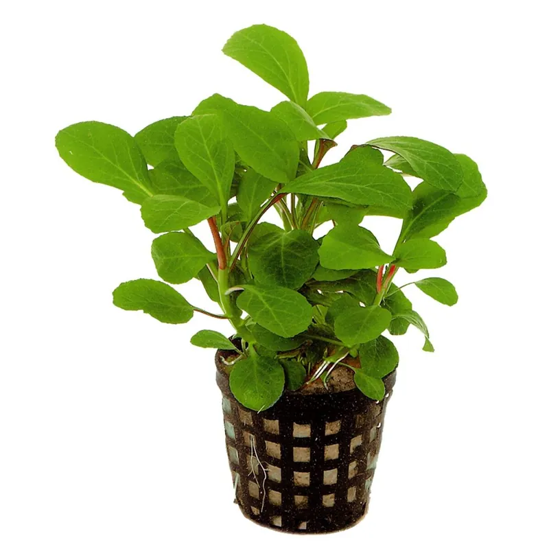Solange Der Vorrat Reicht Kardinalslobelie Lobelia cardinalis