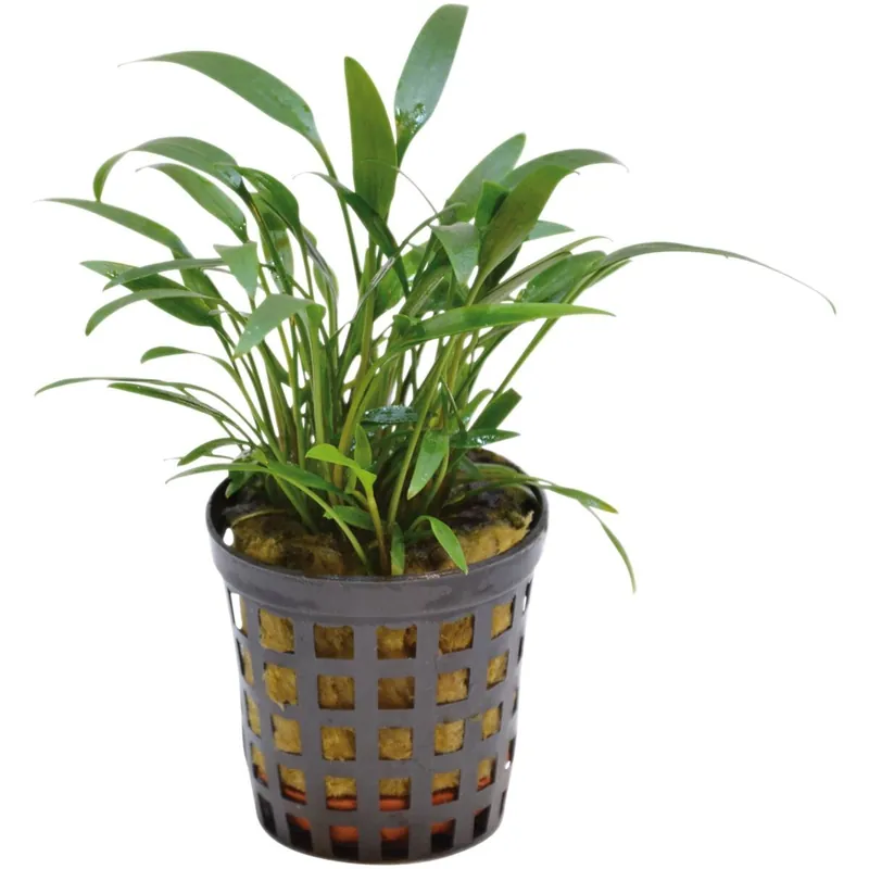 Sofort Bestellen Kleiner Wasserkelch Cryptocoryne amicorum