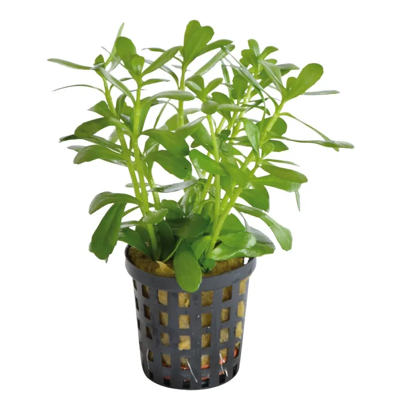 Kleines Fettblatt Brahmi Bacopa monnieri Abverkauf