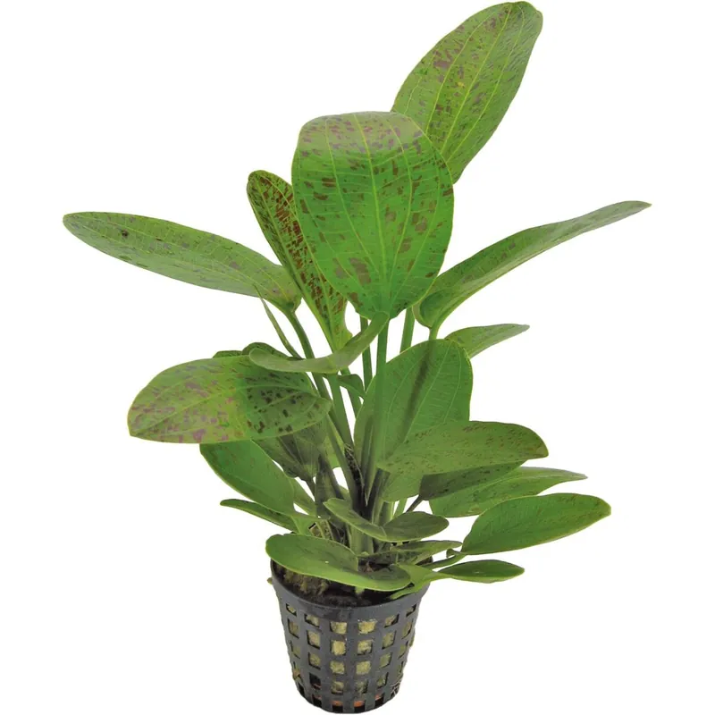 Expressversand Ozelot-Schwertpflanze Echinodorus Ozelot "Green"
