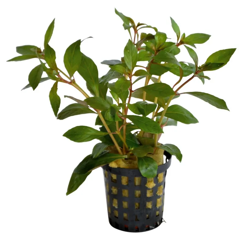 Rote Sternludwigie Ludwigia glandulosa Mega-Angebot