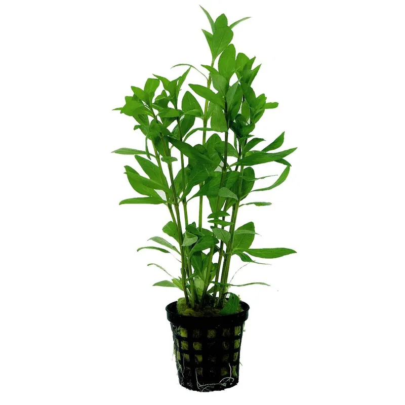 Indischer Wasserfreund Hygrophila polysperma Rabatt