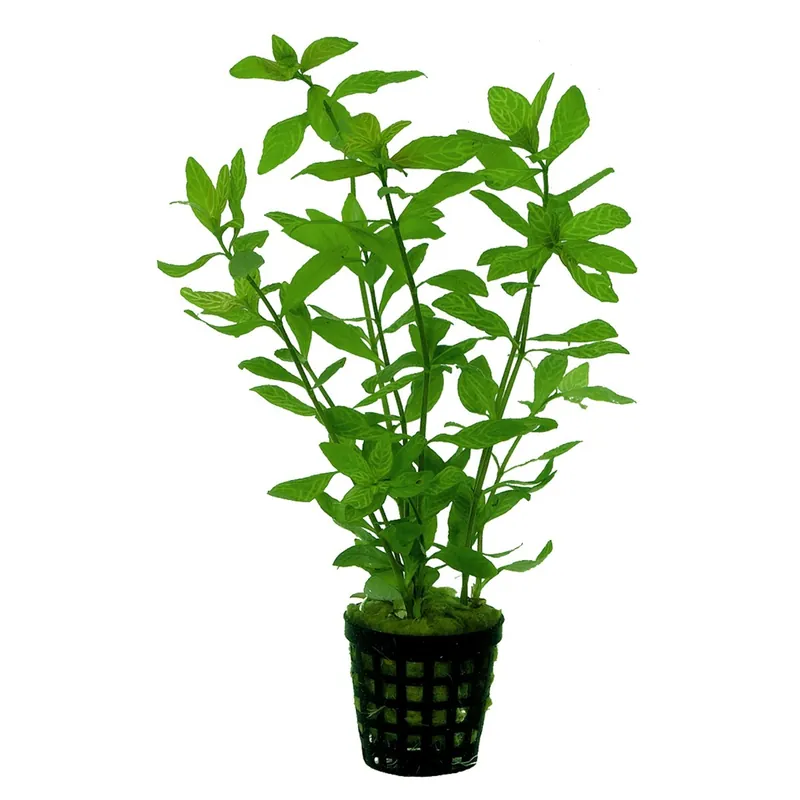 Nur Für Kurze Zeit Sunset Wasserfreund Hygrophila rosae australis