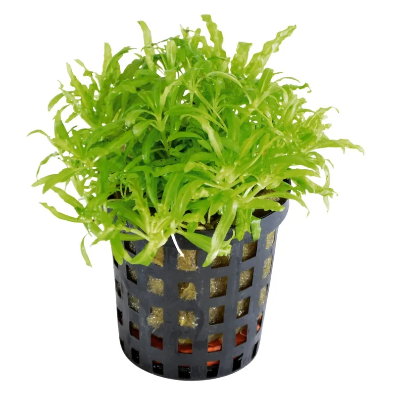 Sonderaktion Wasserstern Pogostemon Helferi