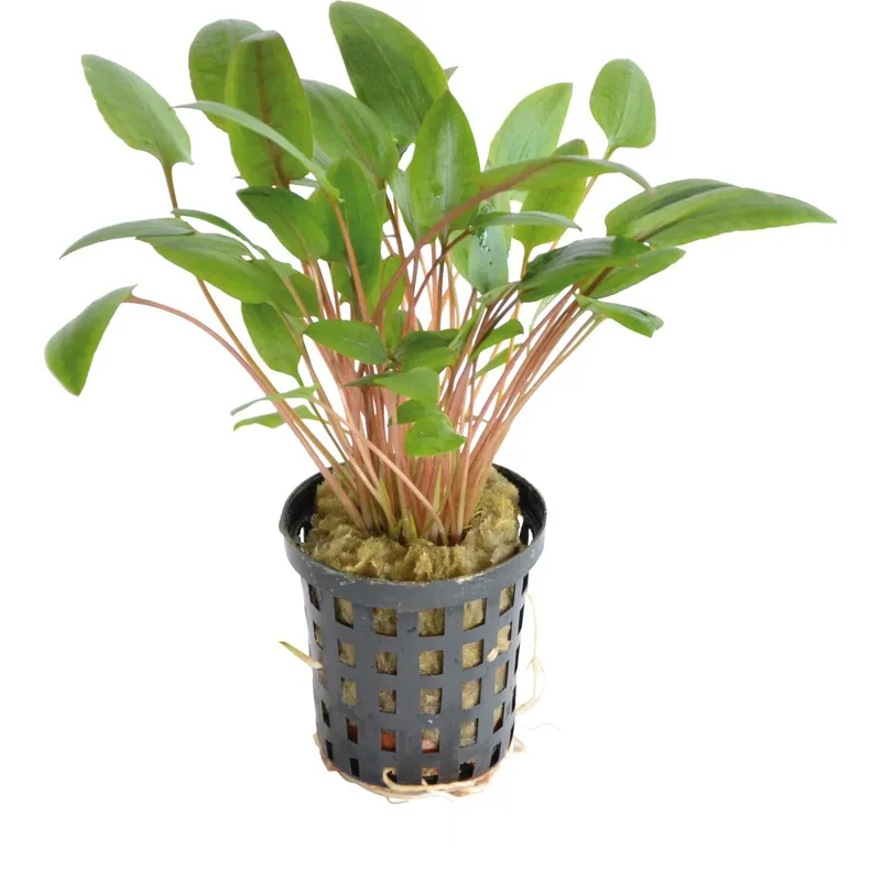 Wendts Wasserkelch grün Cryptocoryne wendtii Markenprodukt