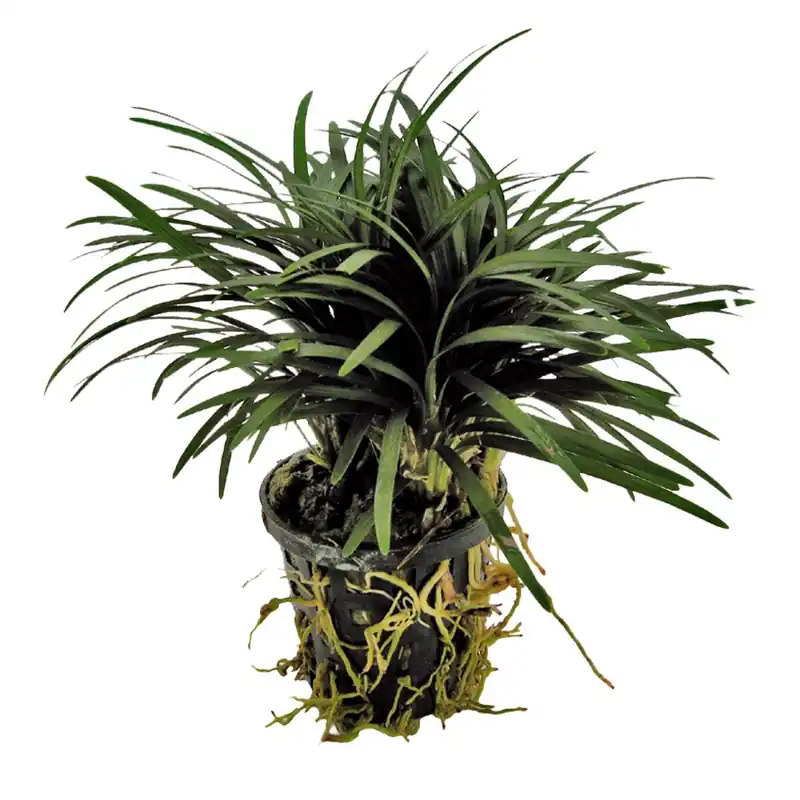Zwergschlangenbart Ophiopogon Kyoto Neue Ware