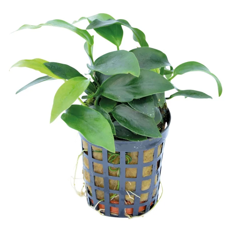 Meistverkauft Zwerg-Speerblatt Mini Anubias nana