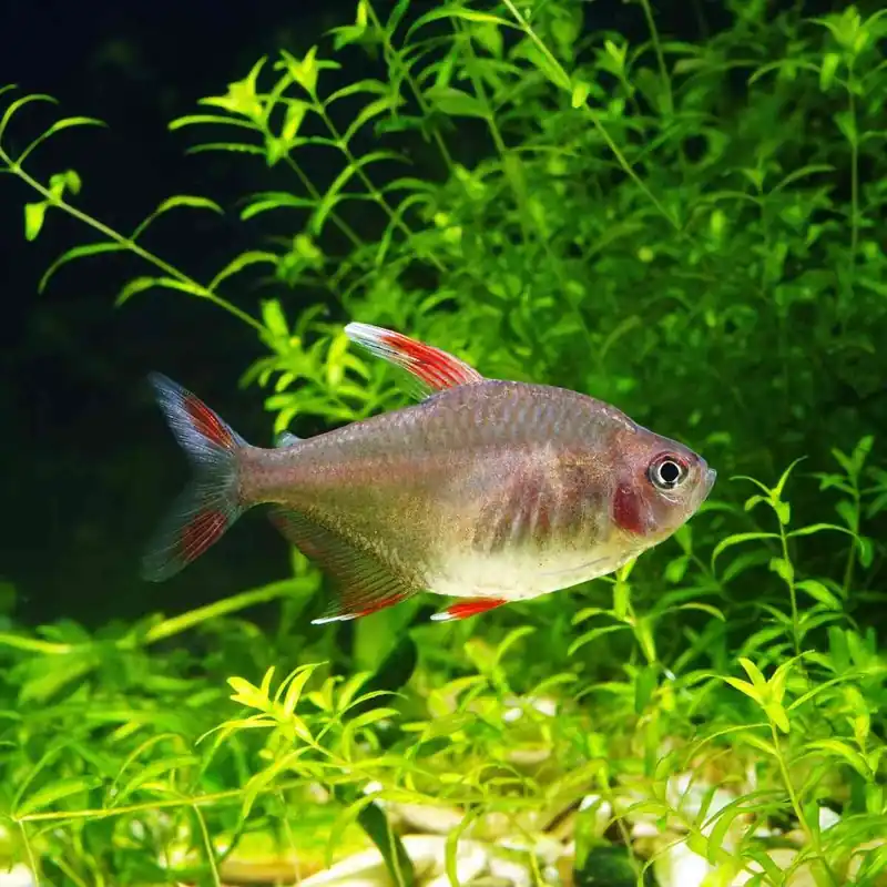 Jetzt Bestellen Weissflossen Schmucksalmler White Fin Hyphessobrycon rosaceus