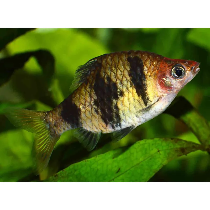 Heißes Angebot Purpurkopfbarbe Barbus nigrofasciatus