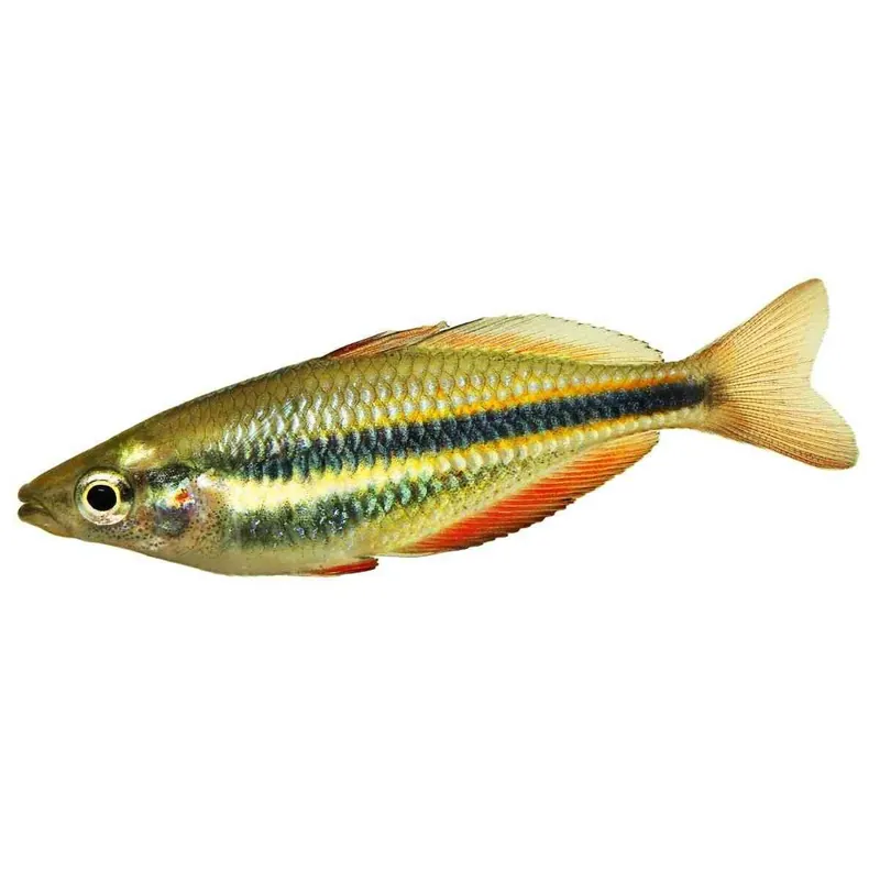 Mega-Angebot Juwelen Regenbogenfisch Melanotaenia trifasciata
