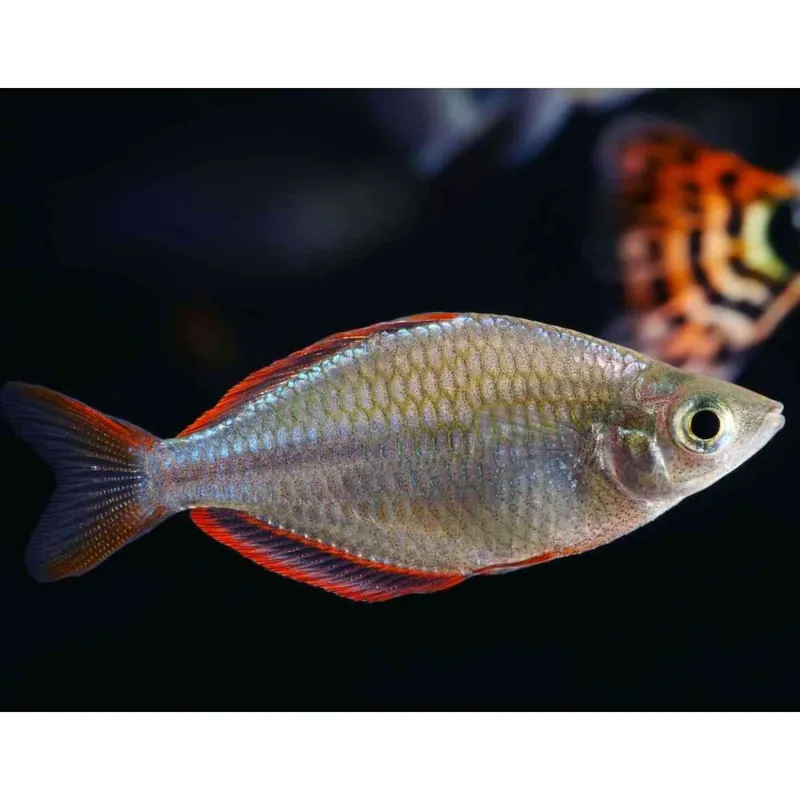 Mega-Angebot Diamant-Regenbogenfisch Melanotaenia Praecox