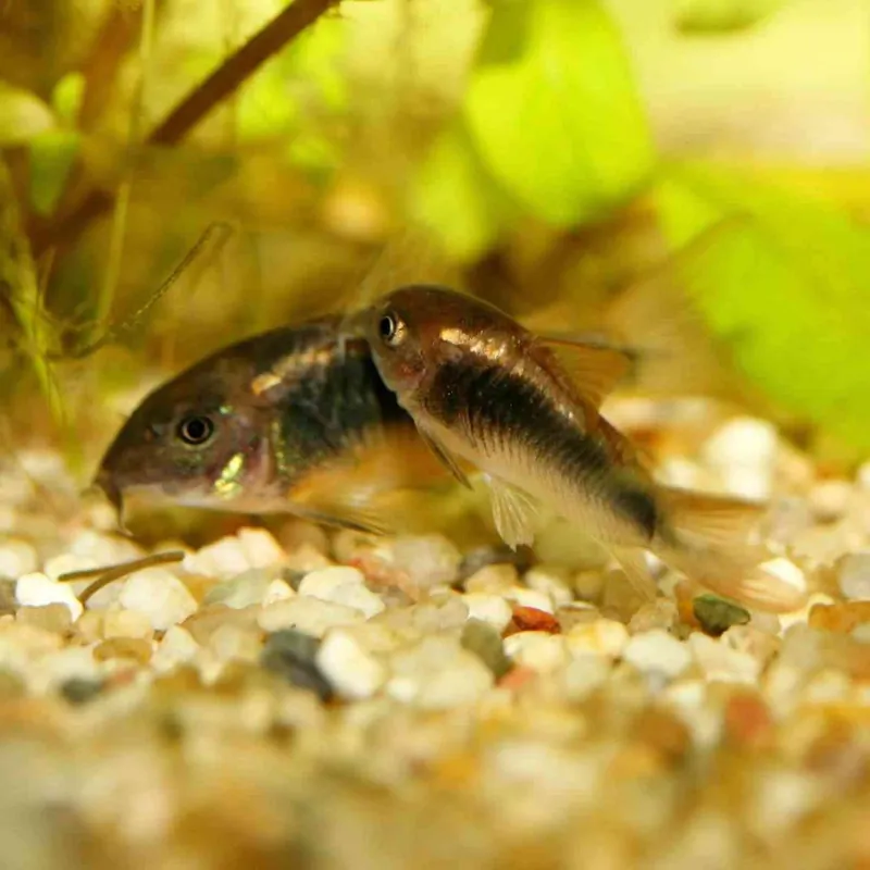 Top-Preis Metallpanzerwels Corydoras aeneus
