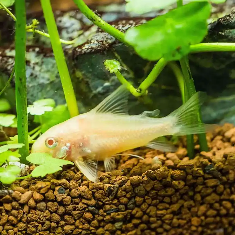 Metallpanzerwels albino Corydoras aeneus Online Kaufen