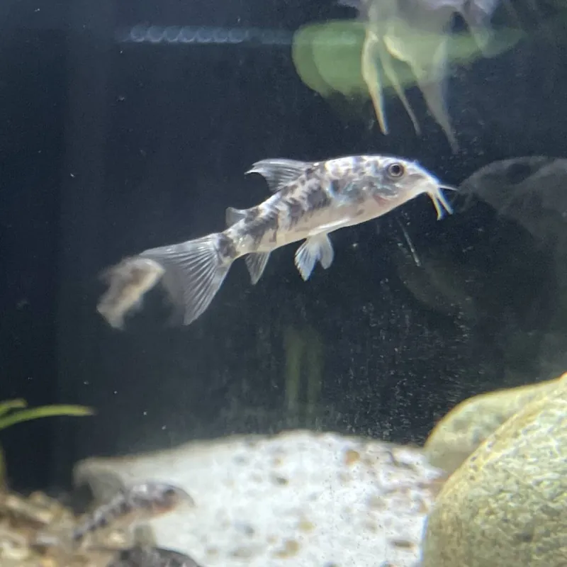 Marmorpanzerwels Corydoras paleatus Markenware