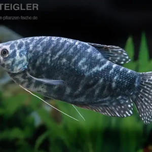 Fadenfisch Blau Trichogaster trichoptertus Knallerangebot