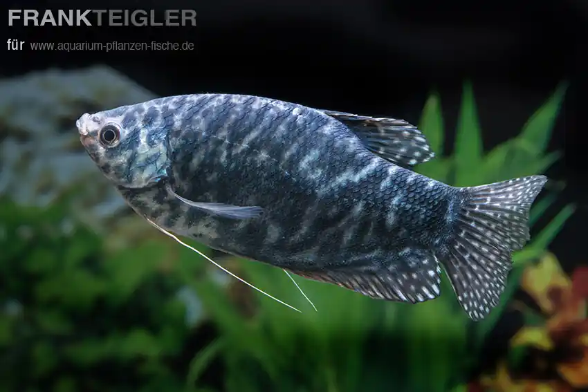 Fadenfisch Blau Trichogaster trichoptertus Knallerangebot