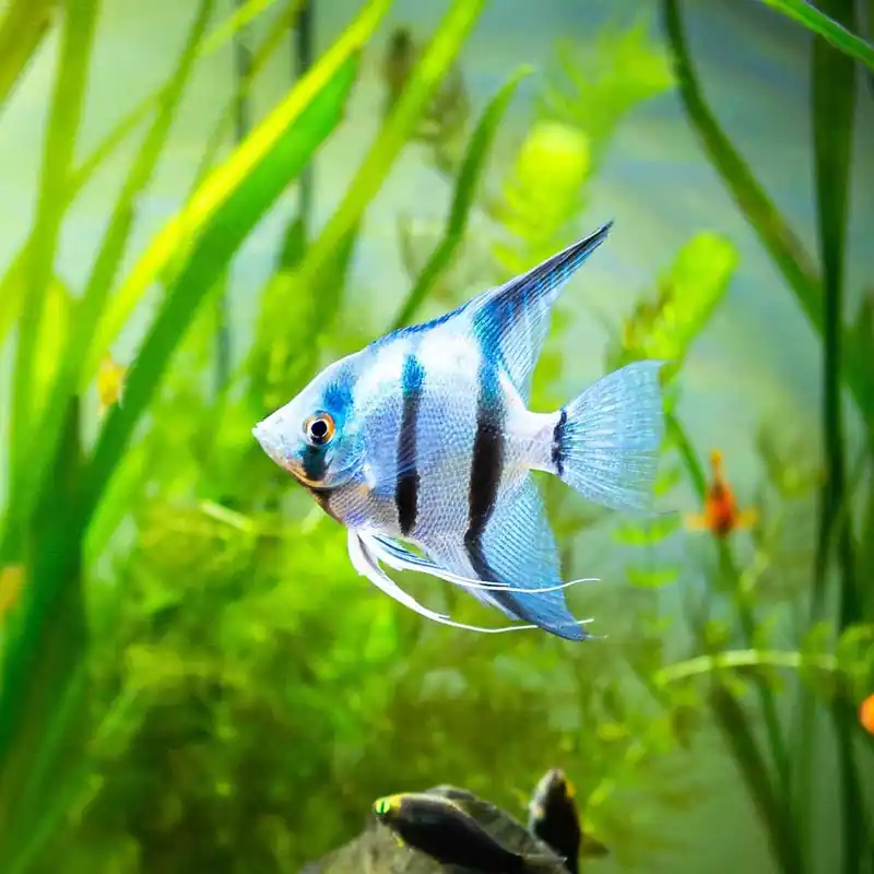 Preis Gesenkt Skalar Blau Pterophyllum scalare var.