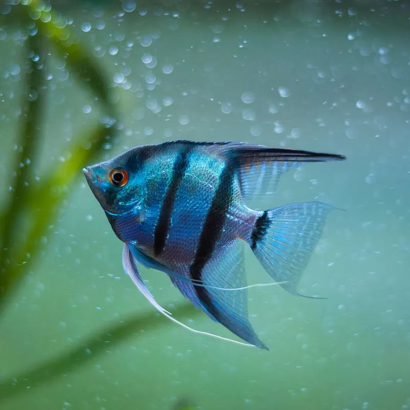 Angebot Skalar Blauer Zebra Pterophyllum scalare var.