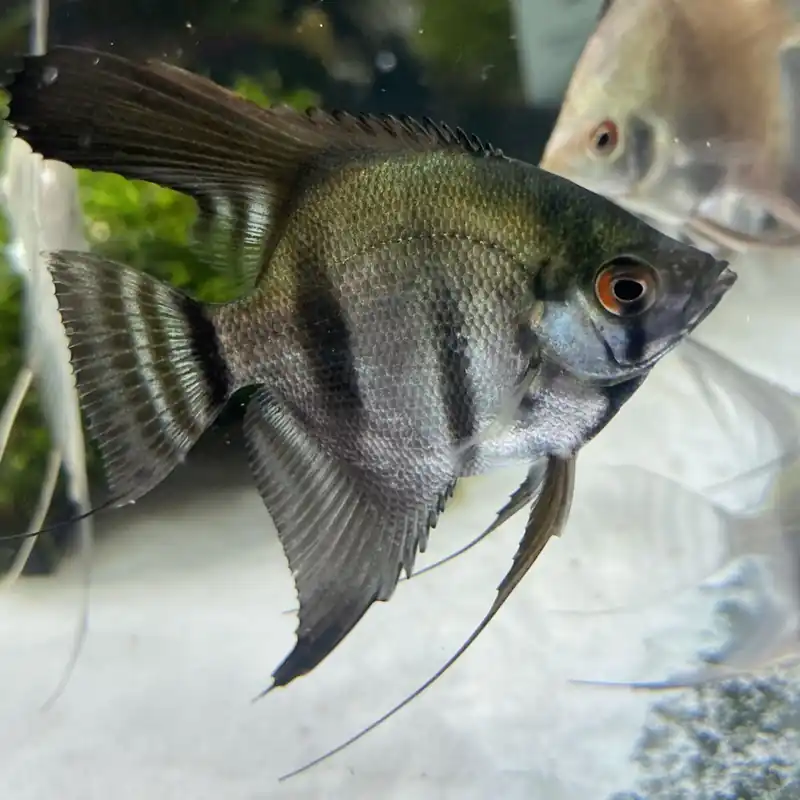 Neue Kollektion Skalar Dark Pinoi Pterophyllum scalare var.
