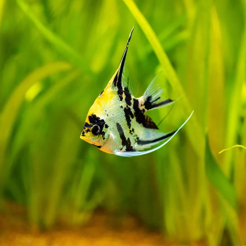 Skalar Marmor Pterophyllum scalare var. Direktkauf