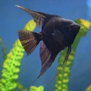 Skalar Schwarz Pterophyllum scalare var. Expressversand