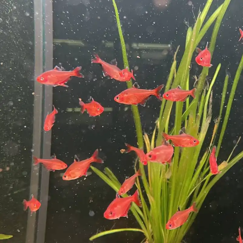 Finale Aktion Blutsalmler extra Rot Hyphessobrycon callistus
