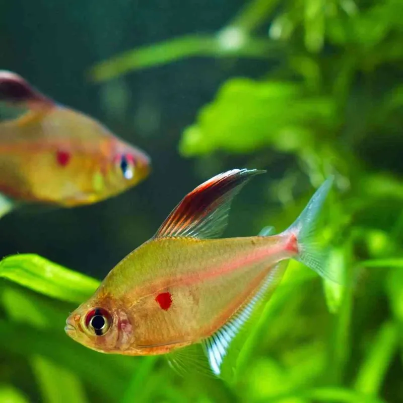 Kirschflecksalmler Hyphessobrycon erythrostigma Angebot