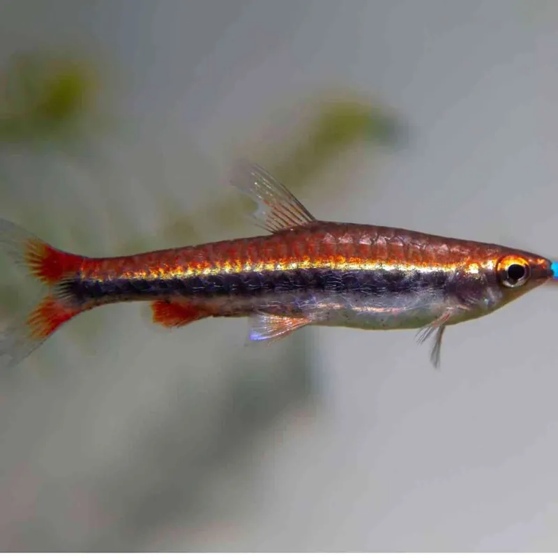 Highlight Längsband-Ziersalmler Nannostomus beckfordi